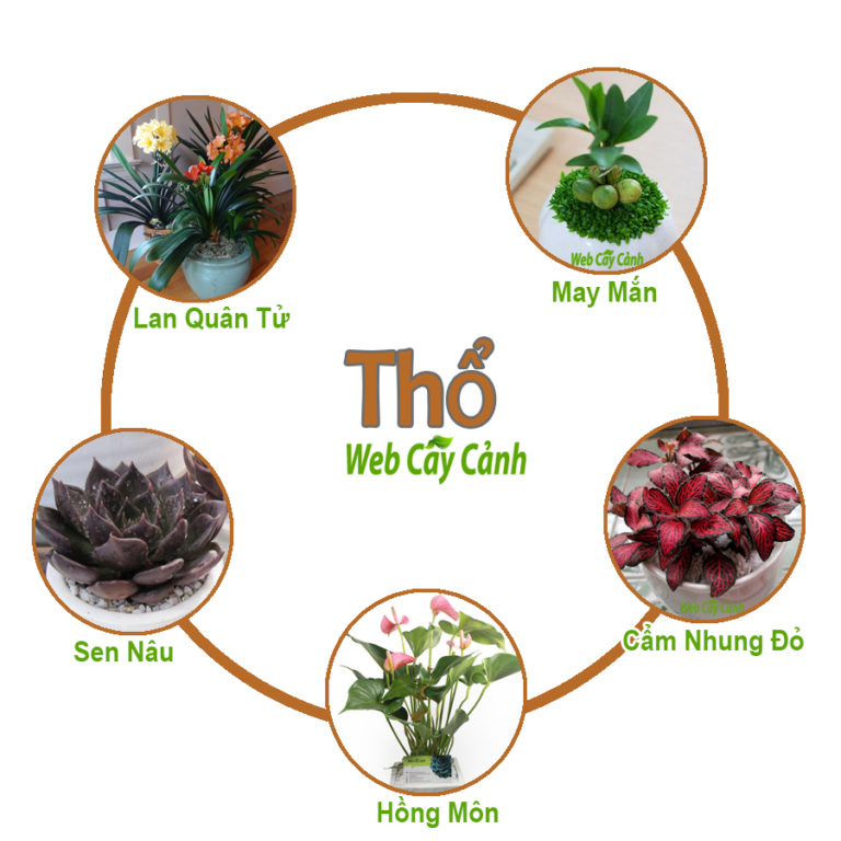 Cây phong thuỷ cho Mệnh Thổ mang đến tài lộc cho người mệnh Sa Trung Thổ