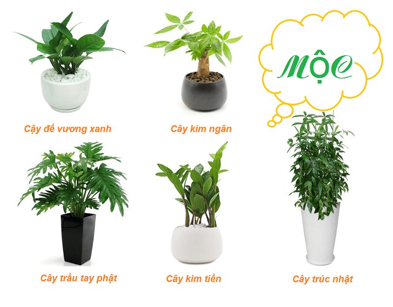 Mâụ Thìn 1988 nên chọn cây phong thuỷ thuộc mệnh Mộc để mang lại may mắn
