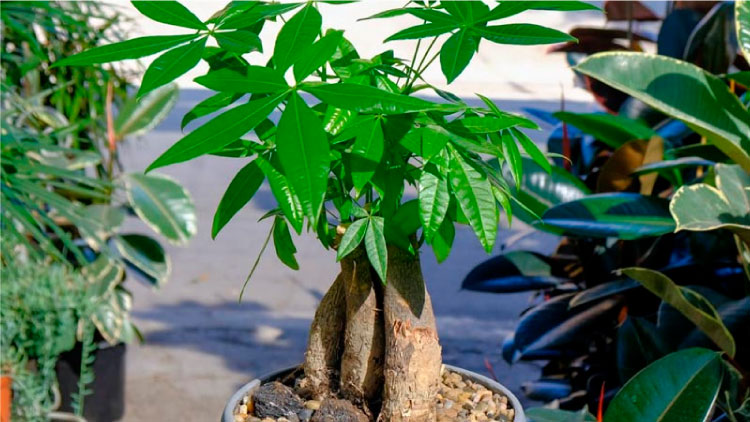 Cây kim ngân mang lại may mắn, tiền tài