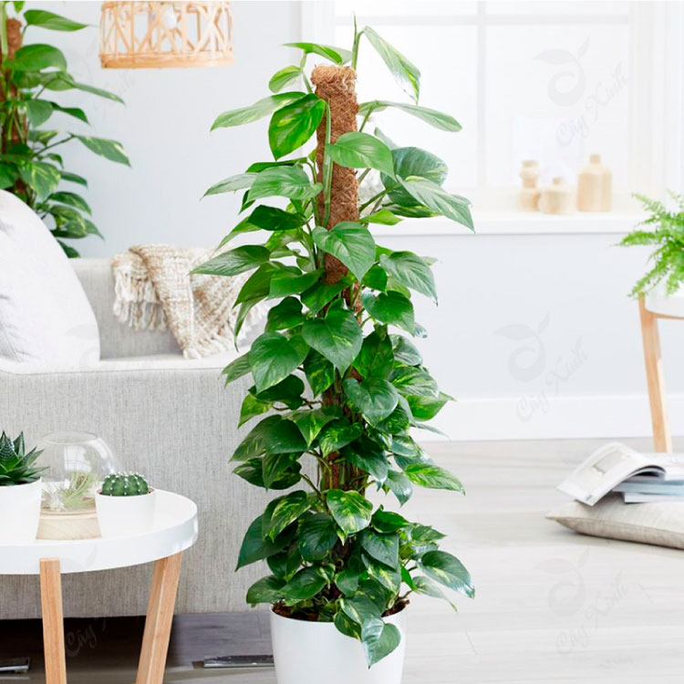 Cây Trầu Bà này cũng gặp nhiều may mắn, giúp mọi việc được hanh thông và thuận lợi trong cuộc sống.