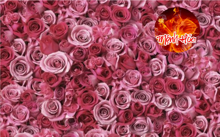 Mệnh Hỏa hợp màu hồng