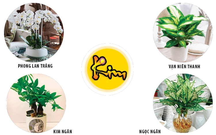 mệnh kim hợp cây gì