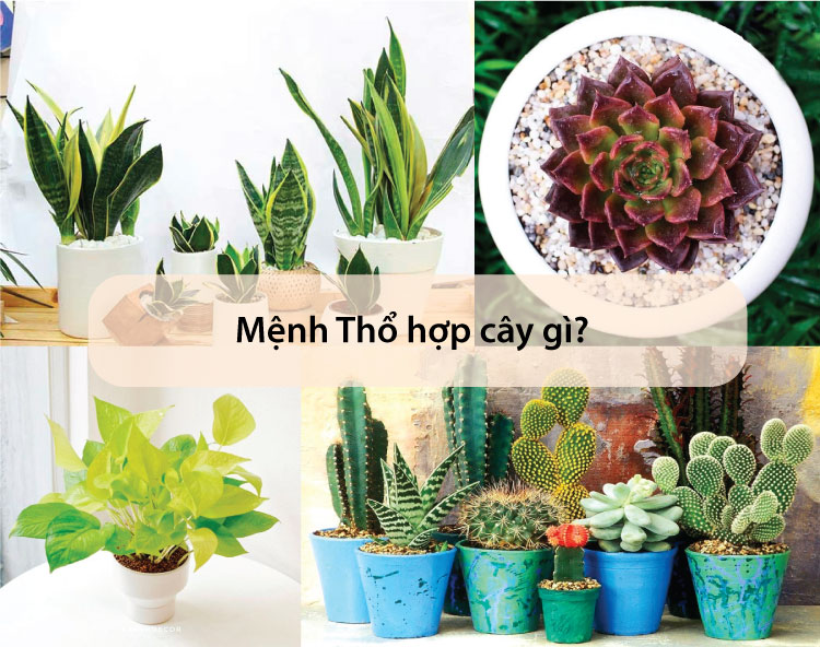 Mệnh Thổ hợp cây gì? Top 16 cây phong thuỷ thu hút tài lộc cho người Mệnh Thổ