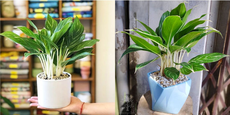 Cây Bạch Mã Hoàng Tử thể hiện cho sự quý tộc, vương quyền, sự giàu sang và sung túc