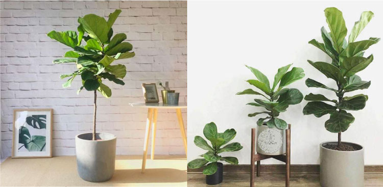 Cây Bàng Singapore thể hiện cho sự trưởng thành, chín chắn và nỗ lực không ngừng