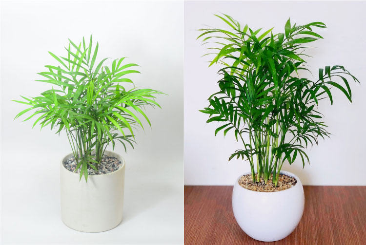 Cây Cau Tiểu Trâm giúp người mệnh Mộc giúp đem đến nhiều may mắn, tiền tài, vượng thịnh