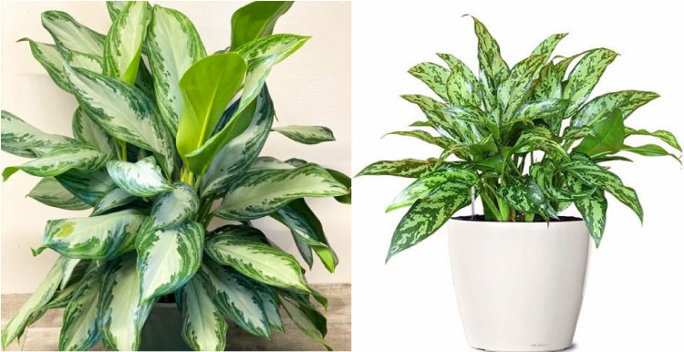 Cây Ngân Hậu mang đến sự yên ổn, bình an cho gia chủ
