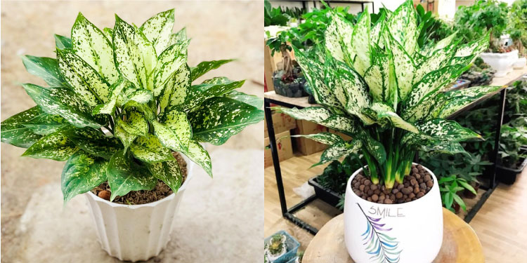 Cây Ngọc Ngân là biểu tượng của sự cao quý, tiền tài, danh vọng