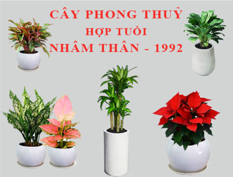 Cây cảnh phong thủy cho Nhâm Thân 1992
