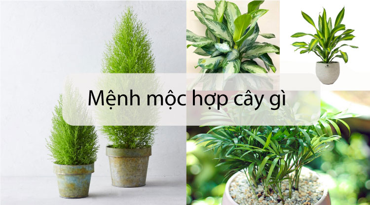 Mệnh Mộc hợp cây gì? Top 13 loại cây mang đến may mắn cho người mệnh Mộc