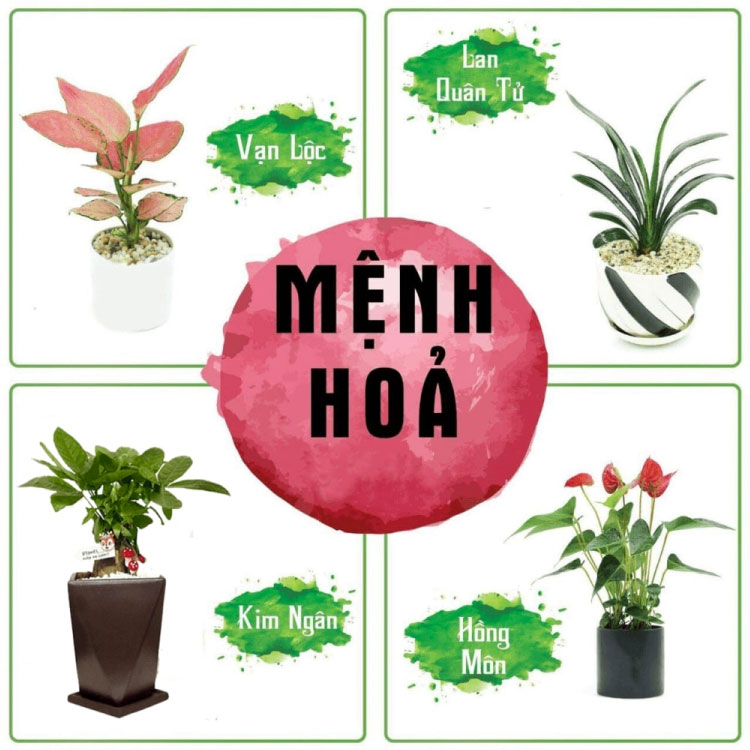 Cây phong thuỷ hợp với người Tích Lịch Hoả