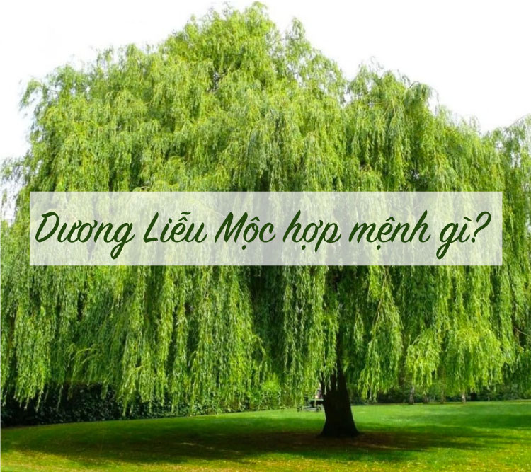 Mệnh hợp với người Dương Liễu Mộc