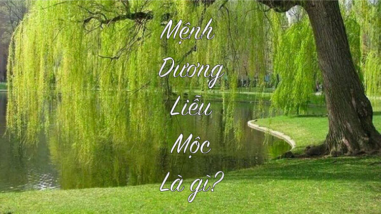 Mệnh Dương Liễu Mộc là một loại cây thân nước, có lá rất đều và mềm mỏng