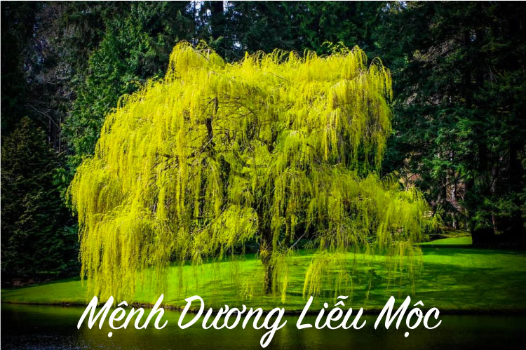 mệnh dương liễu mộc