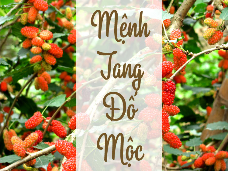 mệnh tang đố mộc