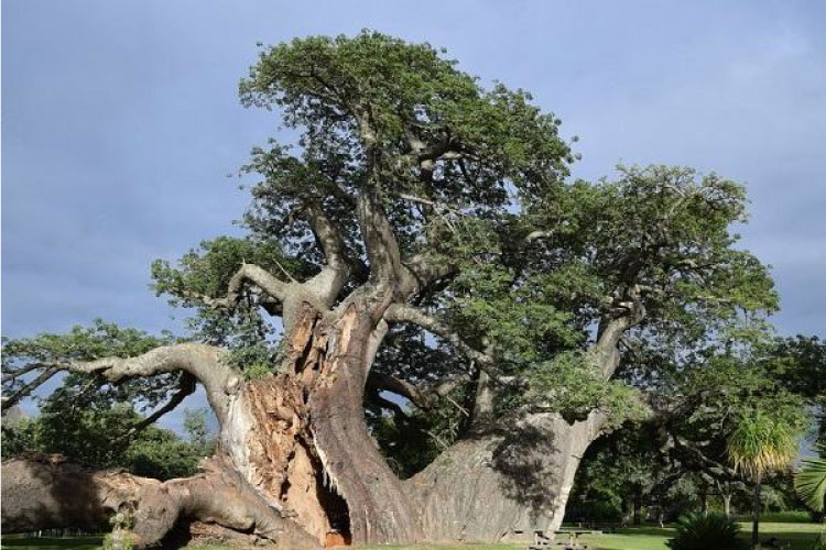 Mệnh Tùng Bách Mộc được hiểu là một loại cây Tùng đại thụ, to lớn, khỏe mạnh