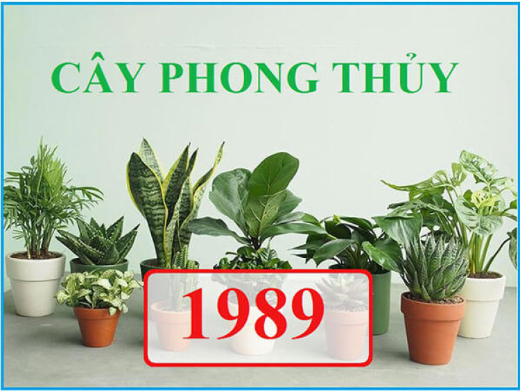 Cây phong thuỷ hợp với người sinh năm 1989