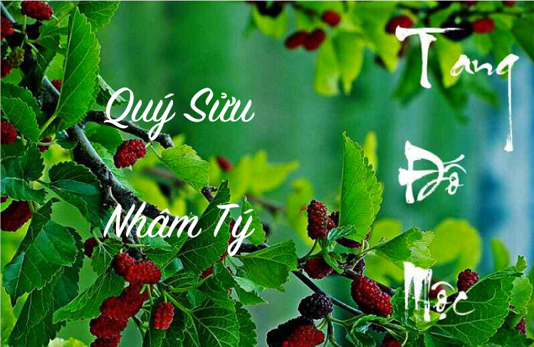 Mệnh Tang Đố Mộc sẽ sinh năm Quý Sửu 1973 và Nhâm Tý 1972