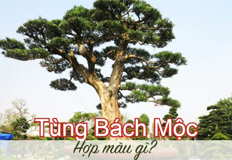 Màu hợp với người Mệnh Tùng Bách Mộc