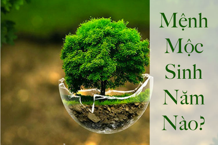 mệnh mộc sinh năm nào