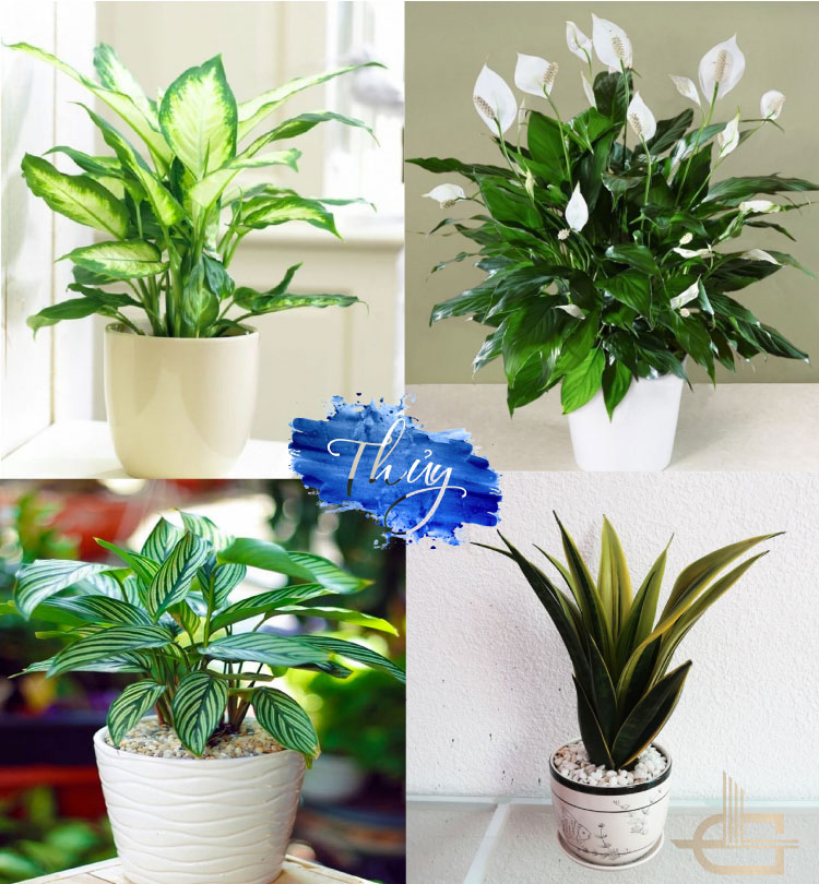 Cây phong thuỷ mang đến tài lộc cho gia chủ mệnh Tuyền Trung Thuỷ