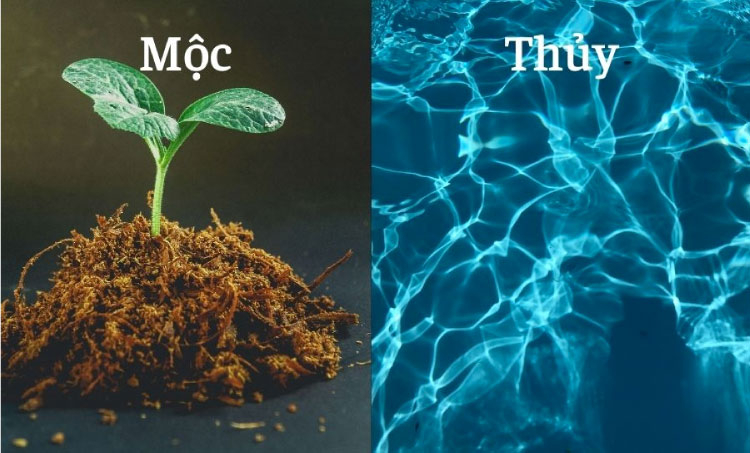 Thủy sinh Mộc là một trong những mối quan hệ mật thiết trong ngũ hành