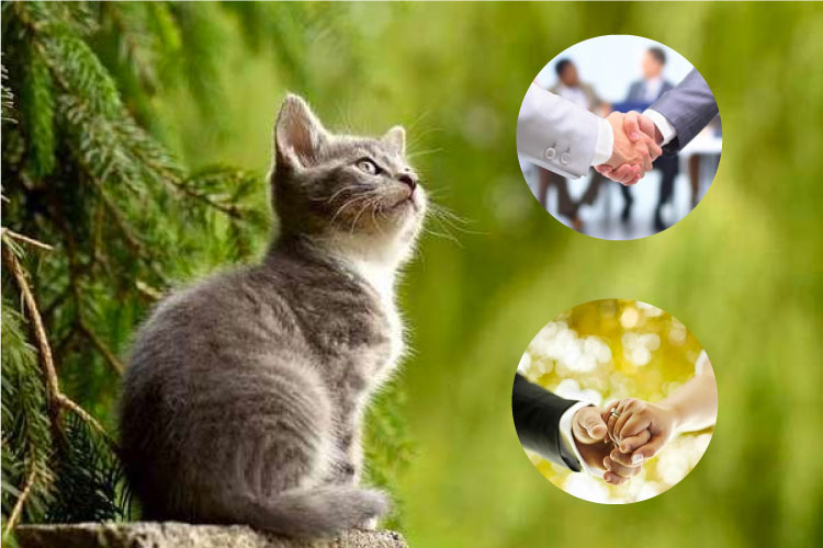Tuổi mão hợp với tuổi nào trong làm ăn, hôn nhân