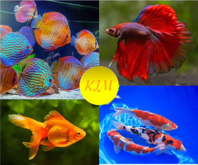 mệnh kim nuôi cá gì