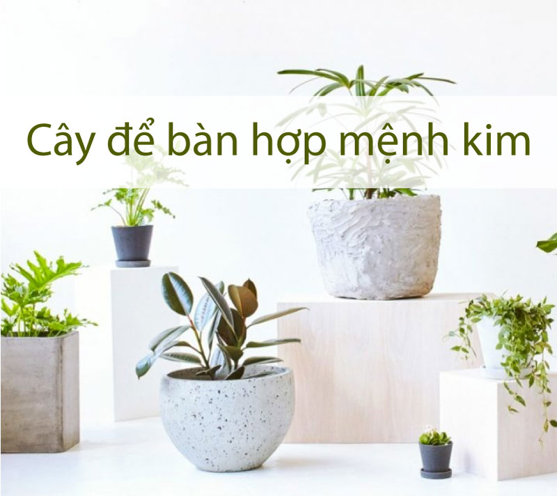 mệnh kim hợp cây gì để bàn làm việc